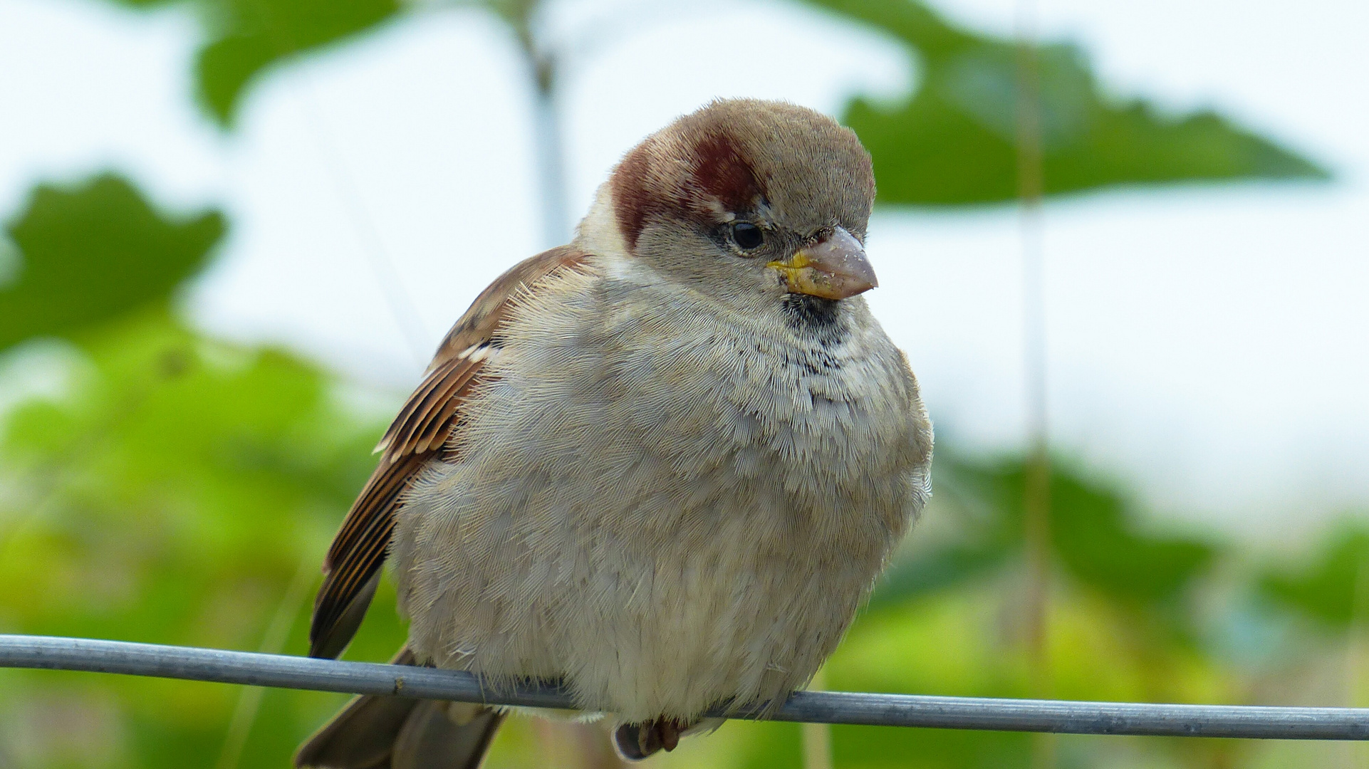 Na kleiner Spatz...