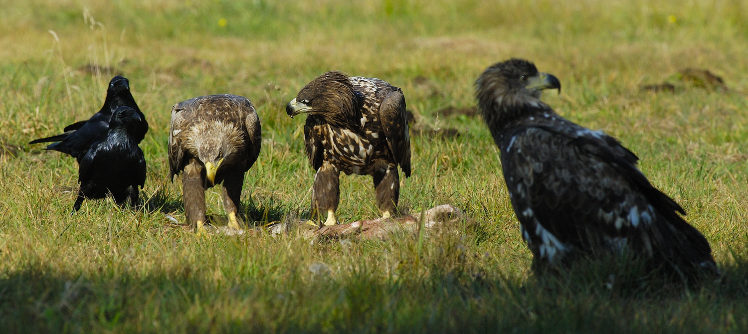 Na Kollege Seeadler, schmeckt es dir auch........