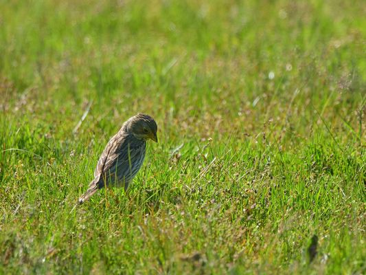 Na komm doch Würmchen! ¡Vamos, pequeño gusano! Come on, you little worm!