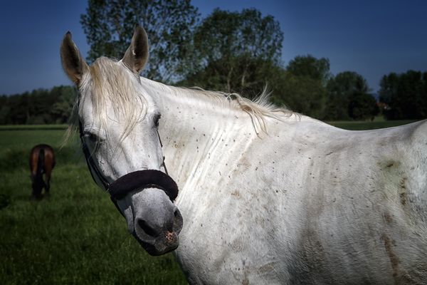 Na, komm, kleiner Ausritt.....