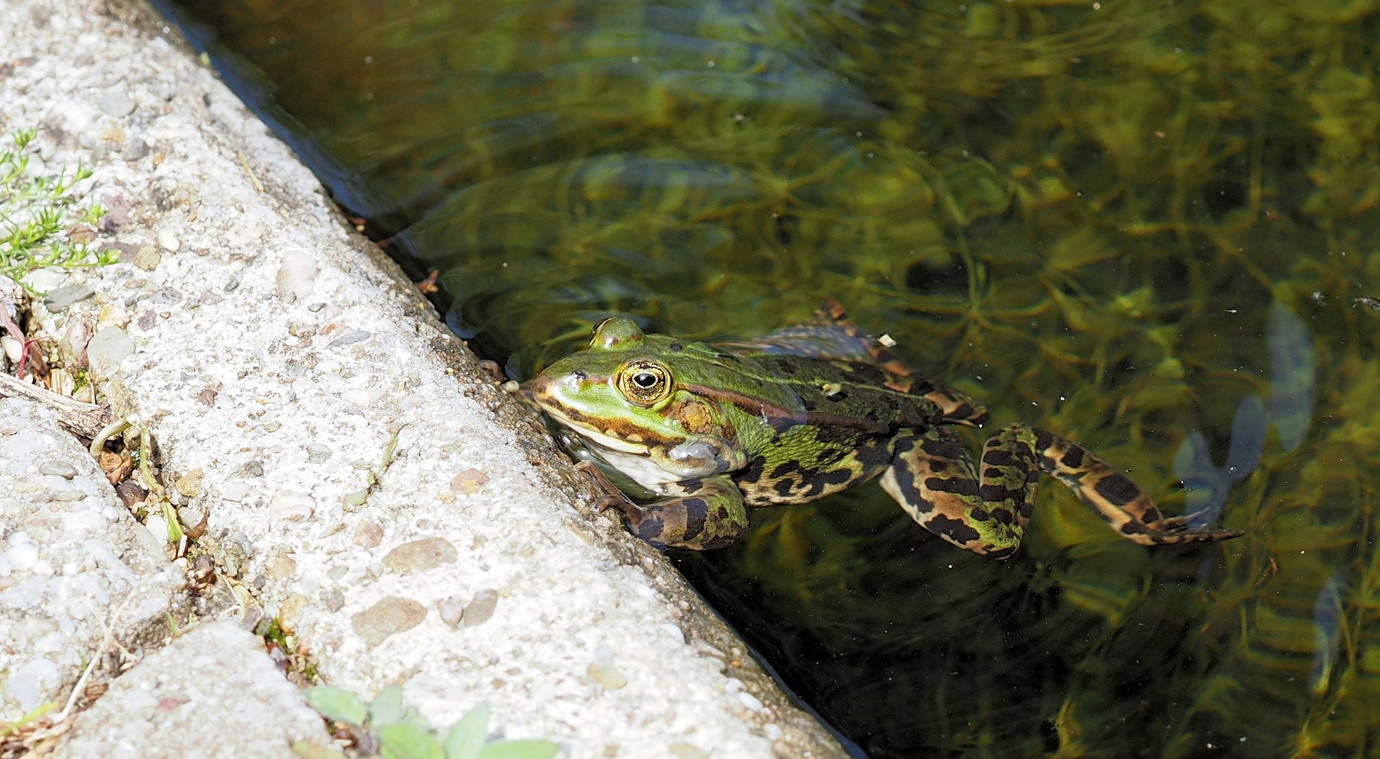 Na kommst rein …. Das Wasser ist herrlich… 