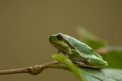 na Laubfrosch , wie gehts