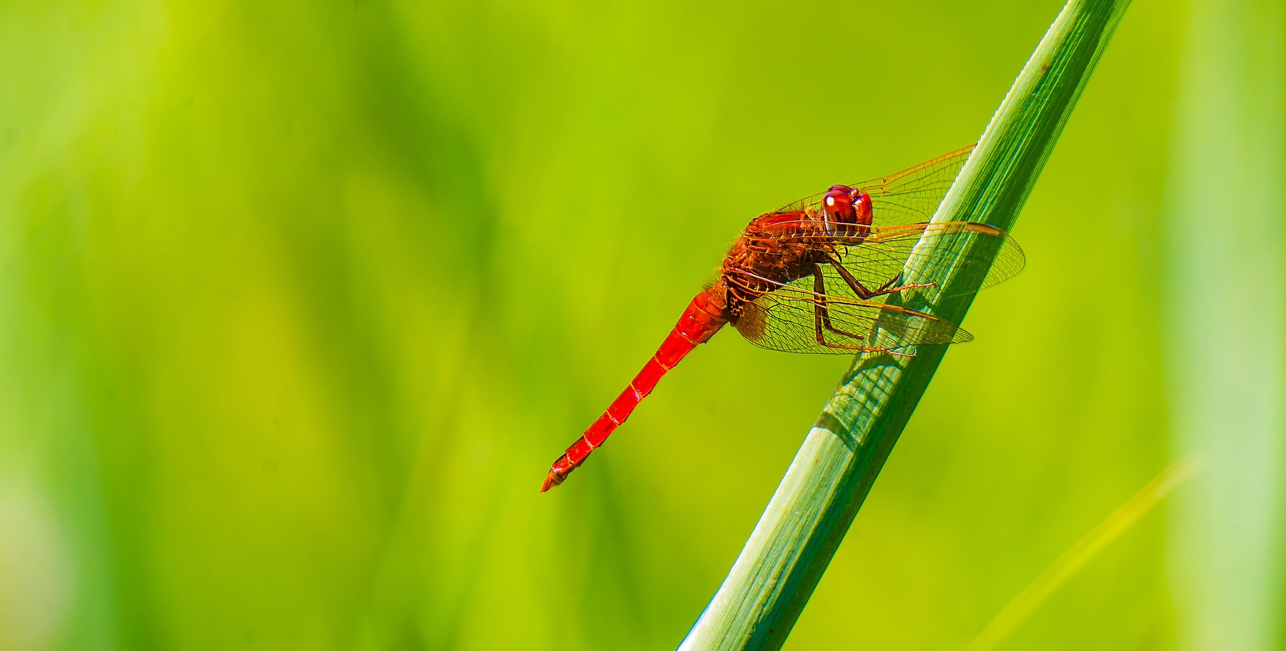 Na , magst Du die Farbe rot?