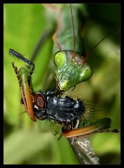 ° Na Mahlzeit!  Lady Mantis bittet zu Tisch! °