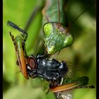 ° Na Mahlzeit!  Lady Mantis bittet zu Tisch! °