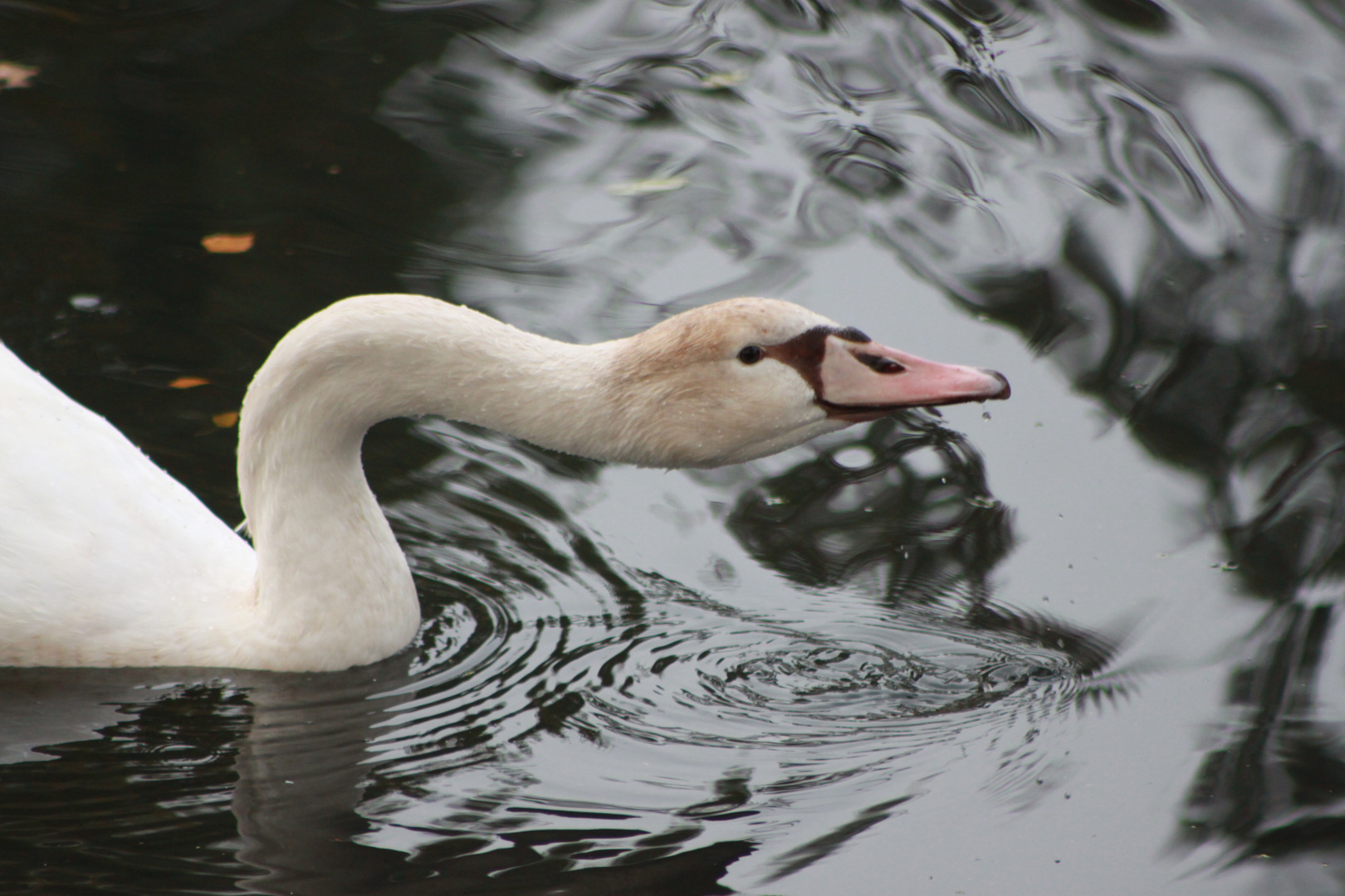 na nen schluck wasser ..............