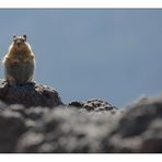 "Na ... noch nie einen Chipmonk gesehen? "