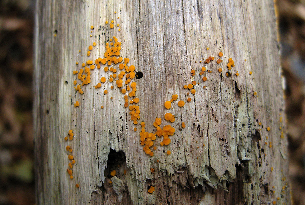 Na nu, McDonald auch im Wald?