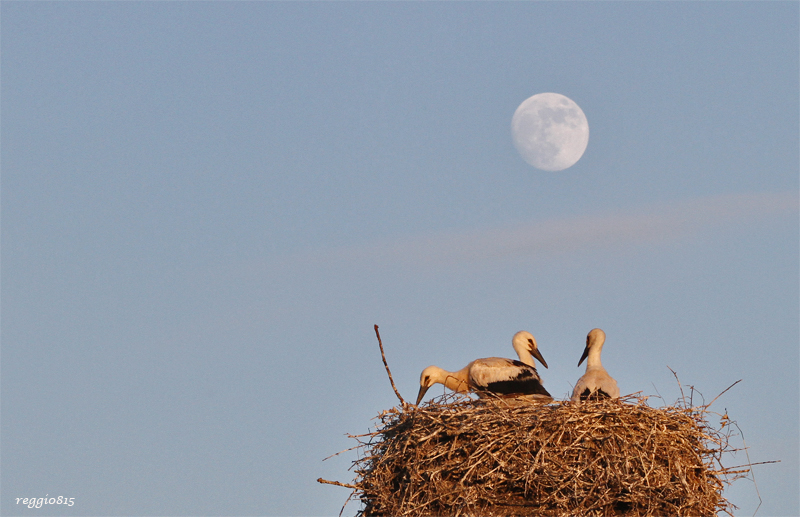 na ob wir schlafen können bei Vollmond ?