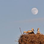 na ob wir schlafen können bei Vollmond ?