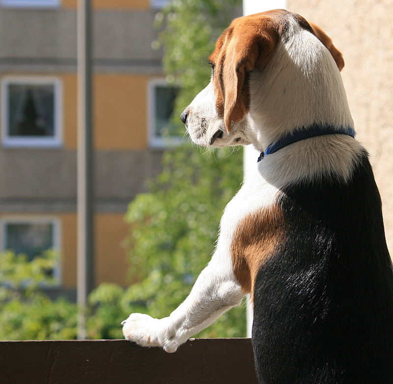 na schaun wa doch mal wo de Mädels sind