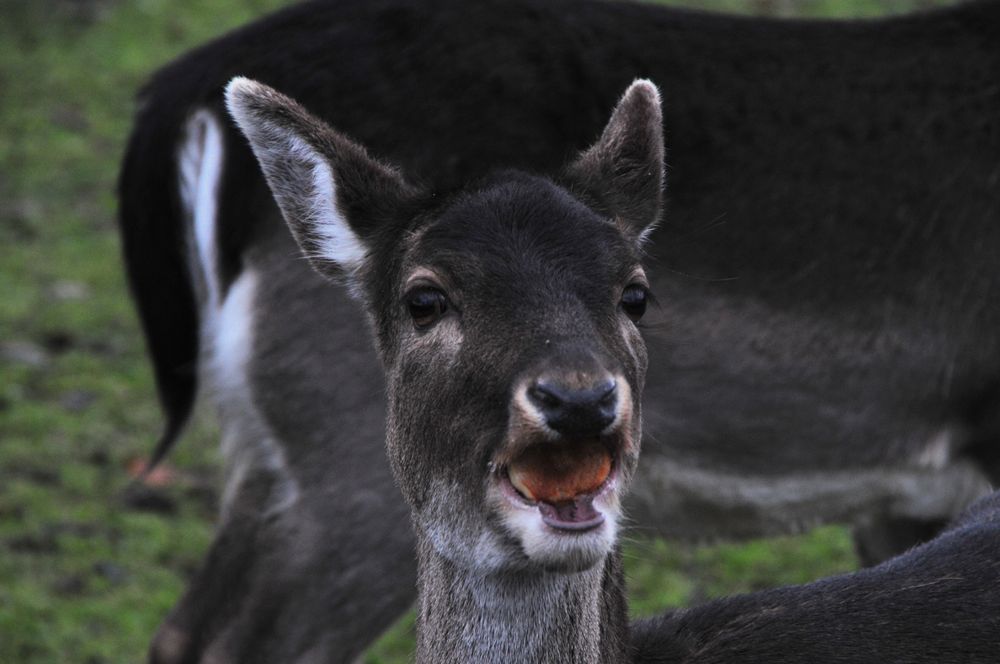 Na schmeckts?