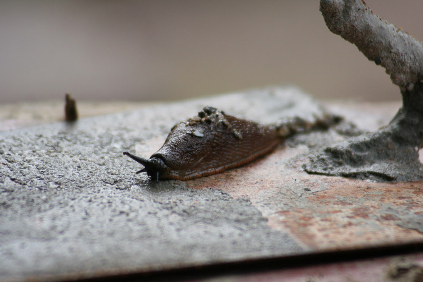 Na Schnecke