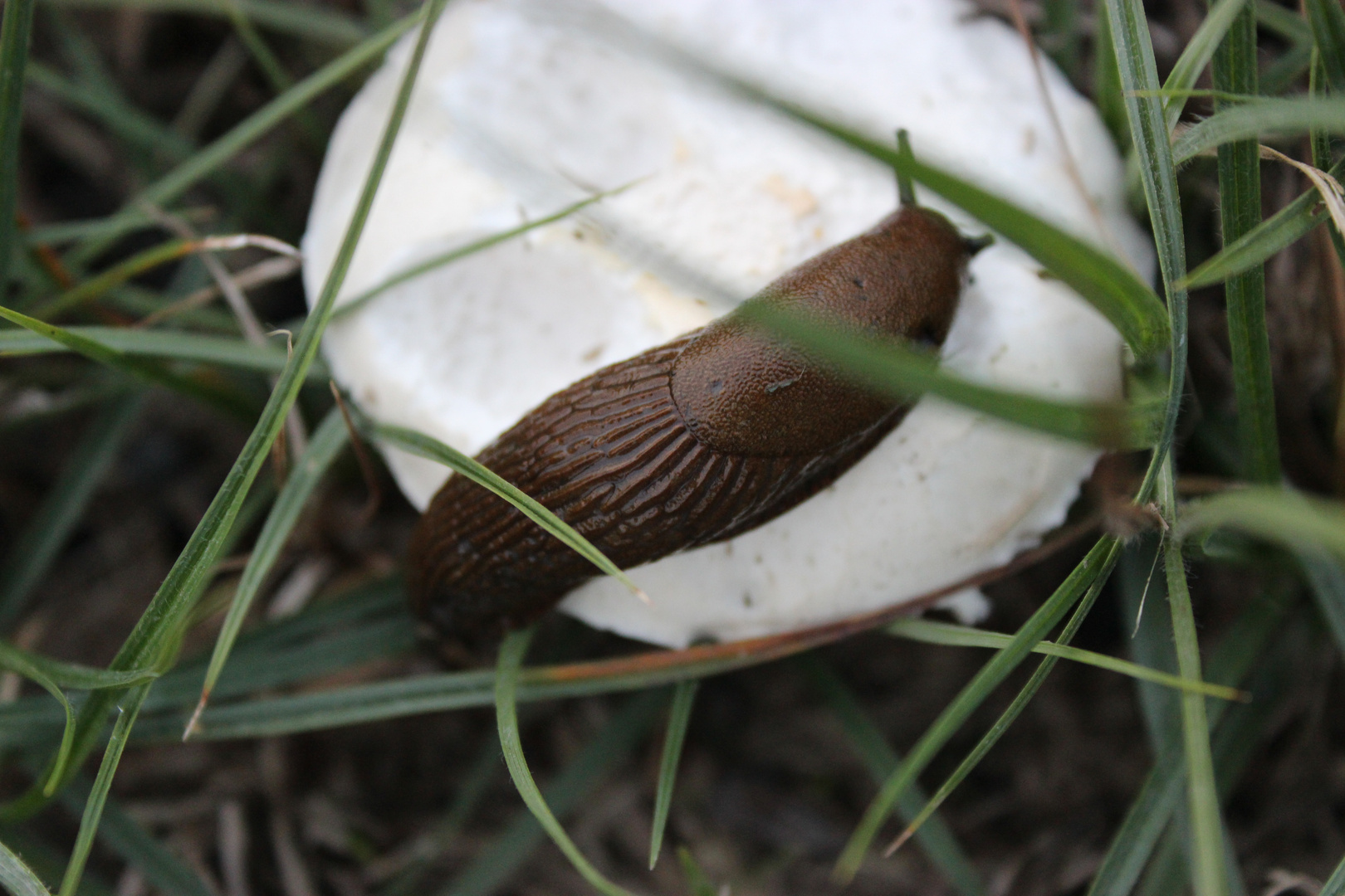 Na Schnecke :D