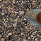 Na Schnecke, gehste mit auf Schwarzwald-Wanderung??