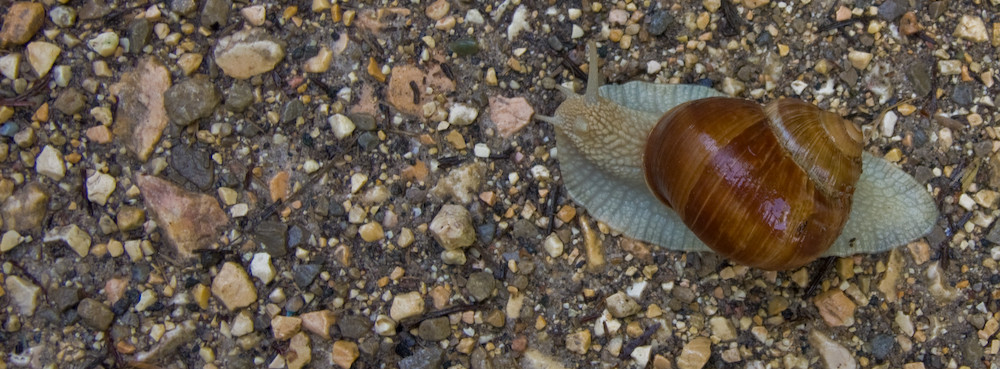 Na Schnecke, gehste mit auf Schwarzwald-Wanderung??