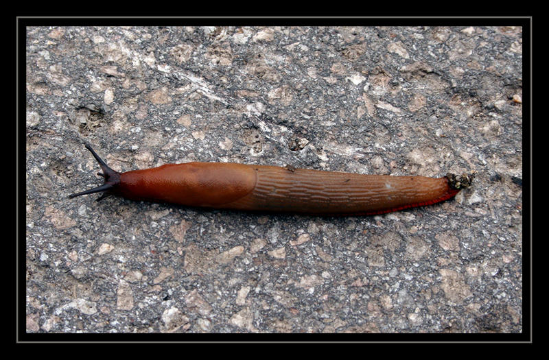 Na Schnecke....feiner Betonboden oder?