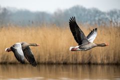 na so ganz synchron sind sie noch nicht - Graugänse im Vorbeiflug