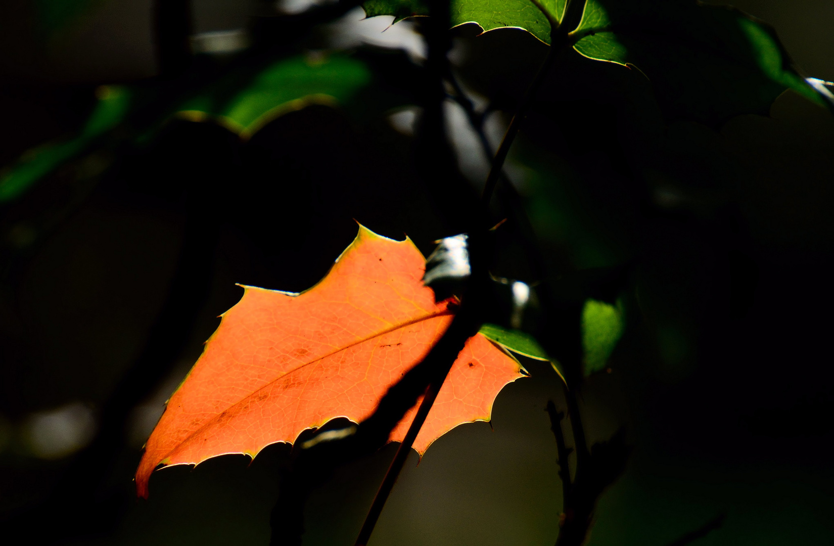 Na so langsam wird es Herbst...