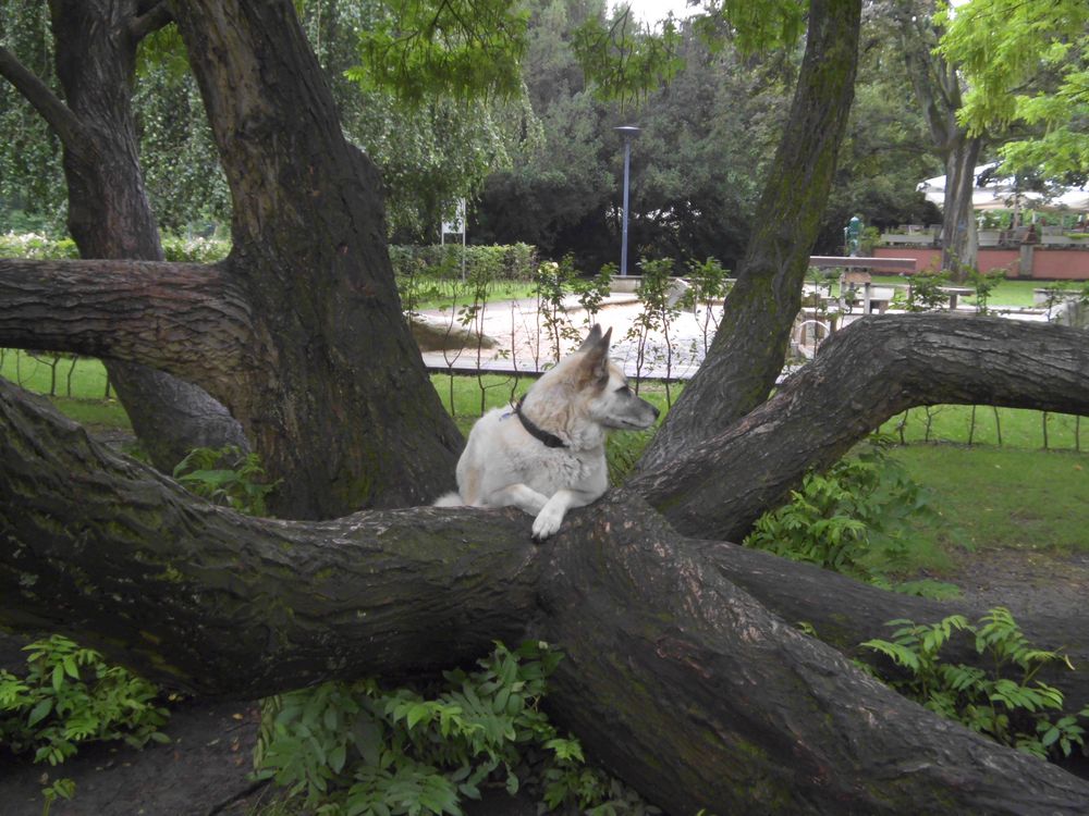 na so toll sitzt es sich auch nicht in einem baum