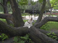 na so toll sitzt es sich auch nicht in einem baum