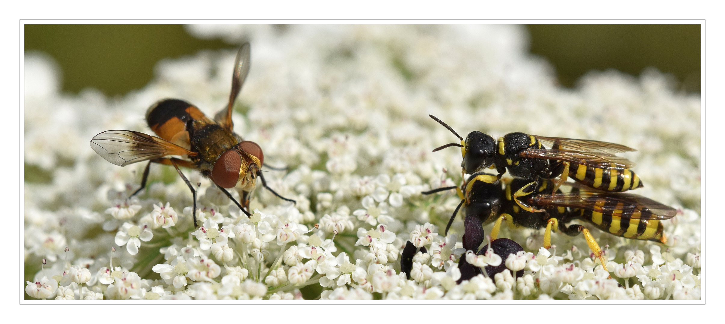 Na sowas, sagt die Fliege und macht grosse Augen.