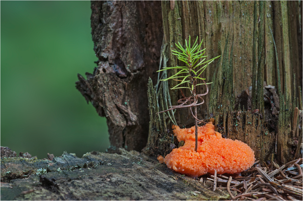 Na sowas.......Tubifera ferruginosa