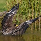 Na, toll. Nur weil ich ein Riesenseeadler bin, müssen sie immer alles ins Wasser werfen!