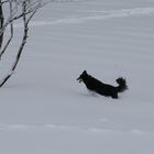 Na toll........Herrchen....ich war gleich gegen den weißen Ball...........