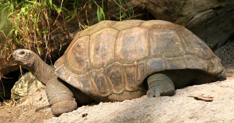 Na was guckst du denn so meint die Schildkröte