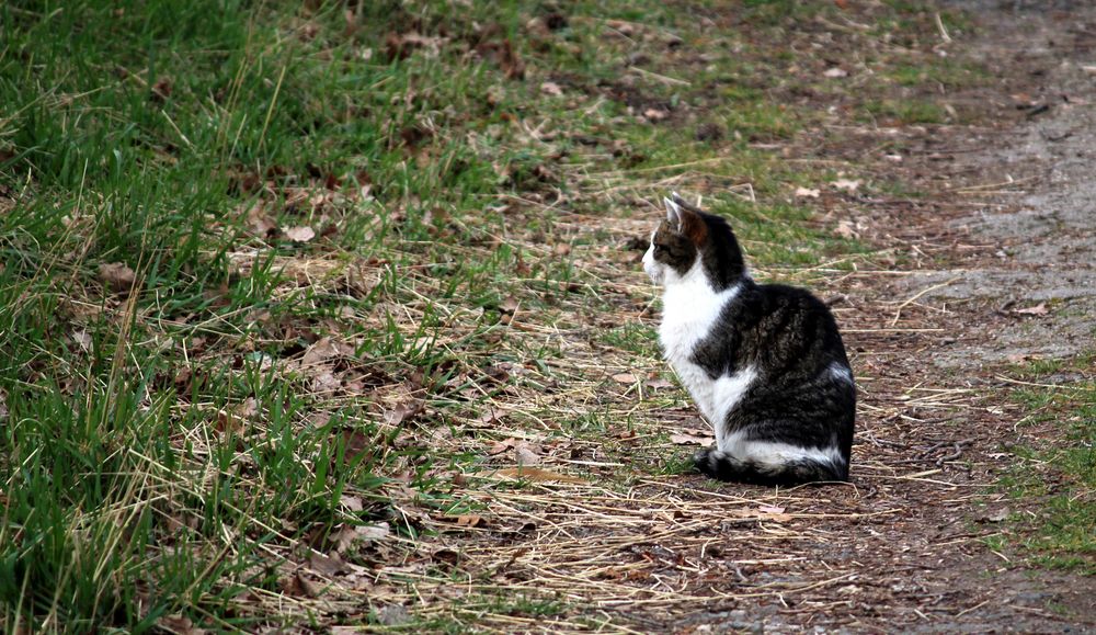 na was wird sie wohl entdeckt haben, die Teichkatze