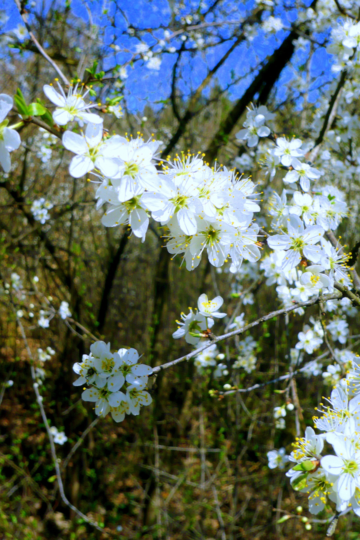 na, wenn das kein Frühling ist....