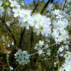 na, wenn das kein Frühling ist....