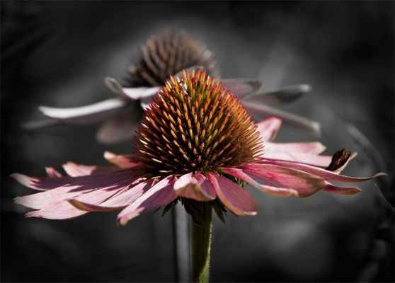 Na wenn ich jetzt noch den Namen der Blume wüßte.