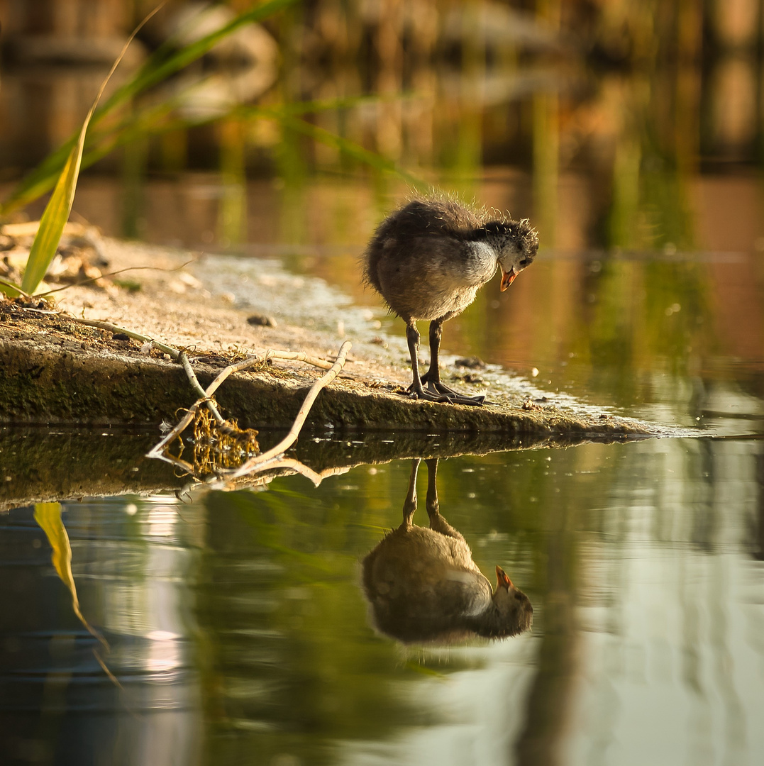 Na, wer bist Du denn da im Wasser?