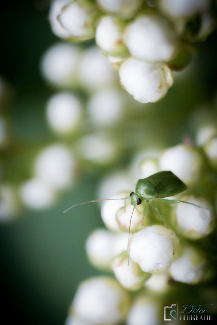 Na wer guckt denn da? 