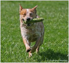 Na wer hat noch so einen Tennisball?