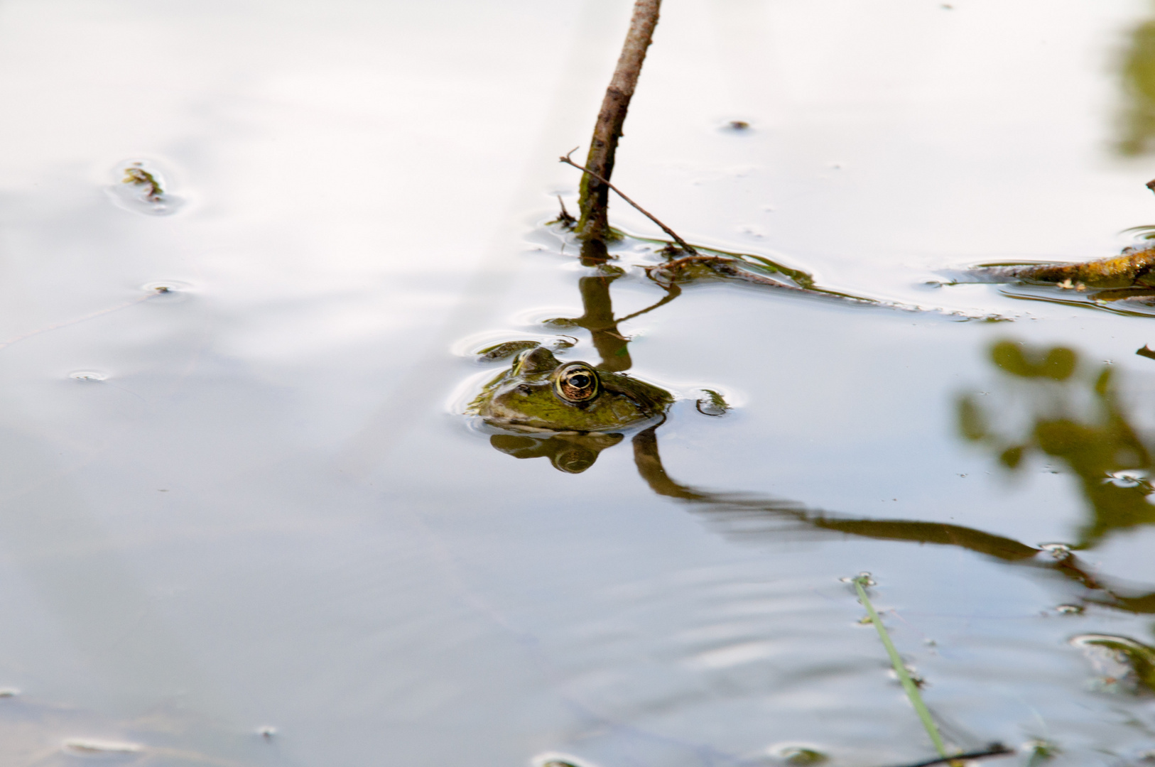 Na wer schaut den da...? Froschkönig??