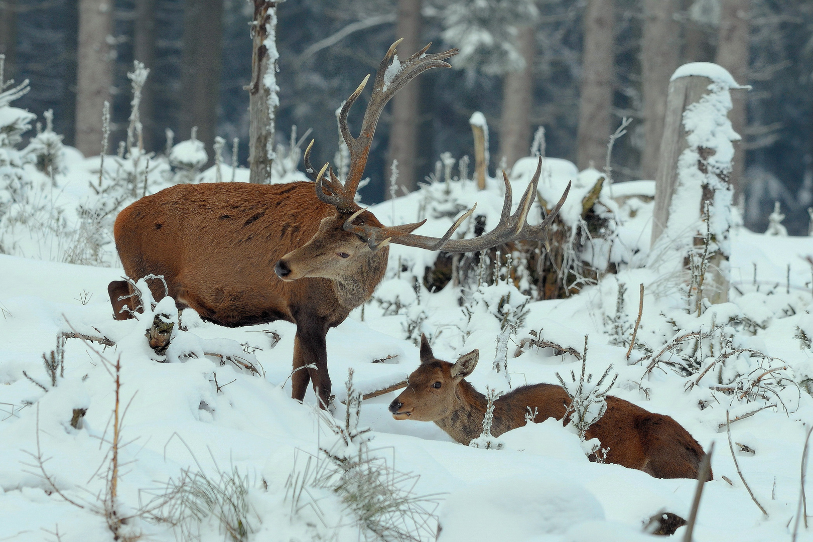 Na, wer wird denn da.... Rotwild auf winterlicher Kyrillfläche