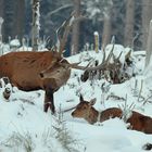 Na, wer wird denn da.... Rotwild auf winterlicher Kyrillfläche