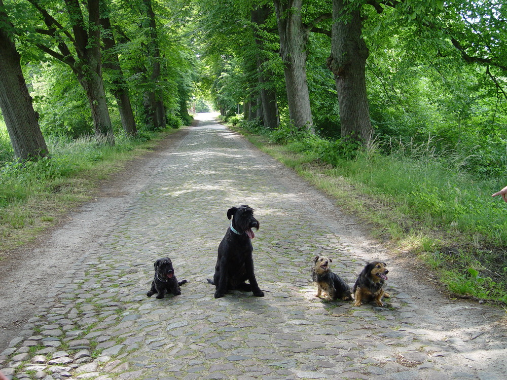 Na wo bleiben die Herrchen und Frauchen denn