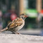 Na, wo bleibt denn der Frühling ? 