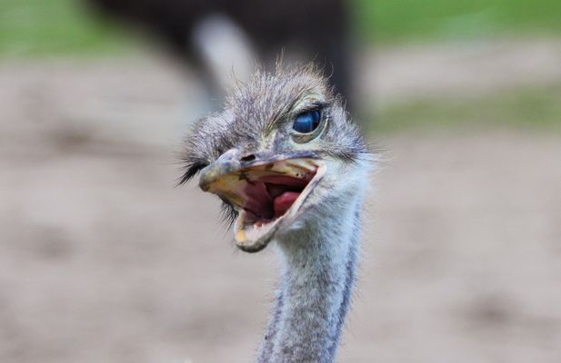 Naa Kleiner, für ein paar Steinchen....