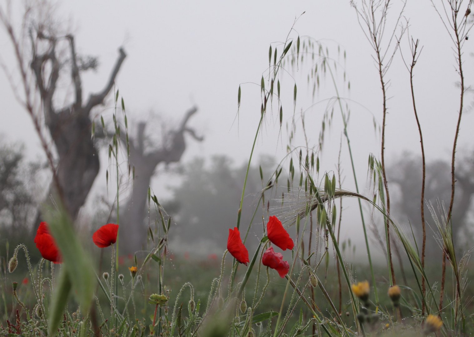 Nabbia in campagna Pugliese - Nebellandschaft in Apulien