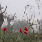 Nabbia in campagna Pugliese - Nebellandschaft in Apulien