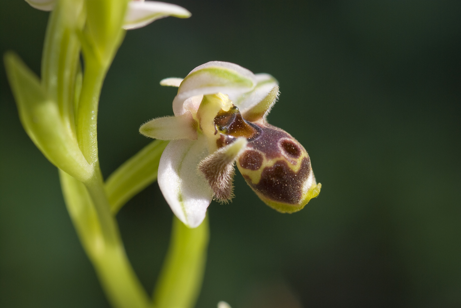 Nabel-Ragwurz (Ophrys umbilicata)