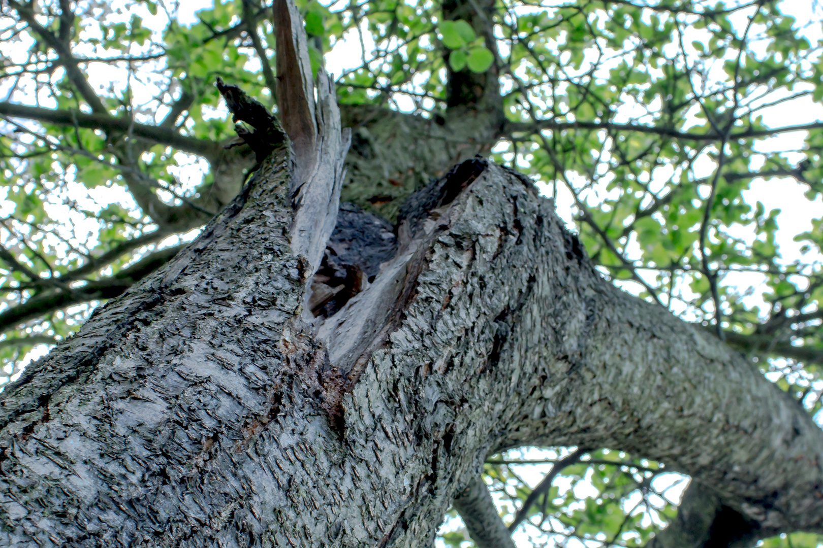 Naben der Natur