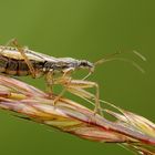 Nabis rugosus - zakernica