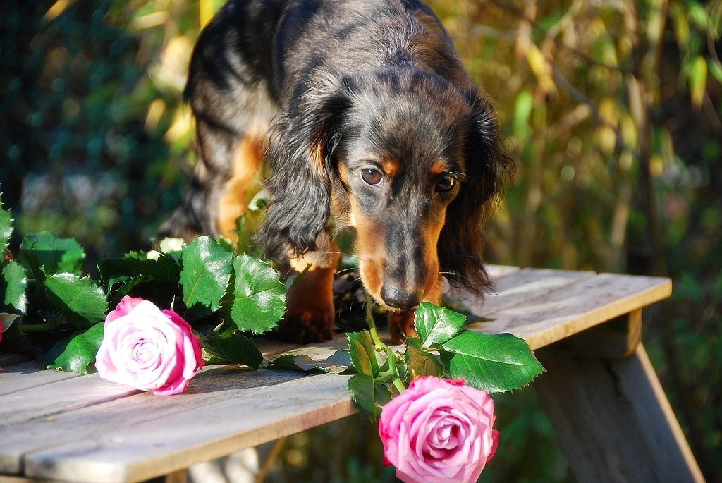 Nabou - Rosen für Sissi