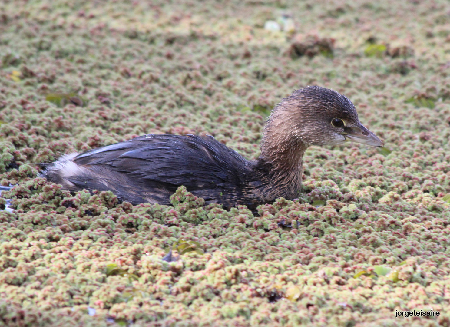 Naca pico grueso / Pied billed Grebe